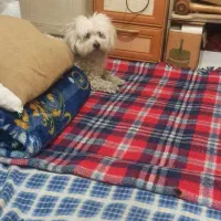 سگ خانگی|سگ|تهران, شهید رجایی|دیوار