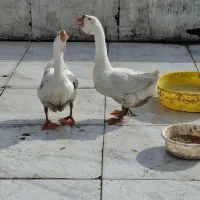 دو عدد قو غاز نر لیندا اصیل