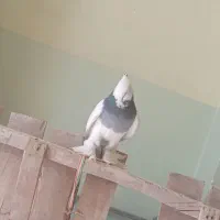 باسلام طوقی شش لق انداخته چهارتا دیگه داره