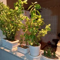 فروش گل اپارتمانی|گل و گیاه طبیعی|مینودشت, |دیوار