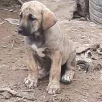 توله سرابی ماده