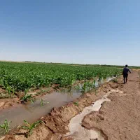 اجاره زمین کشاورزی|اجارهٔ دفتر صنعتی، کشاورزی، تجاری|دشتابی, |دیوار