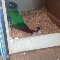 دنیای گیرینچیک.عروسهلندی.شاه طوطی|پرنده|اندیشه, شهرک مریم|دیوار