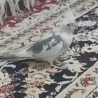 عروس هلندی وایت فیس