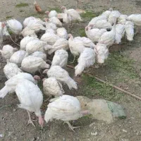 بوقلمون بیوتی