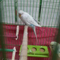 یه جفت مرغ عشق|پرنده|فولادشهر, مسکن مهر فولادشهر|دیوار