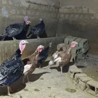 بوقلمون فروشی