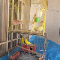 مرغ عشق و عروس هلندی