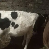 گوساله ماده|حیوانات مزرعه|سارال, |دیوار