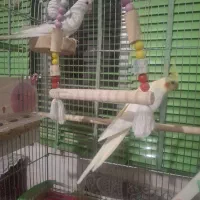 عروس هلندی نر و ماده|پرنده|باغ بهادران, |دیوار