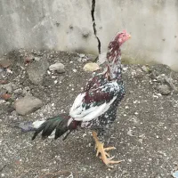 خروس لاری تاج و تخت|حیوانات مزرعه|آستارا, |دیوار