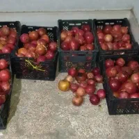 فروش انار ترش و ملس درجزین