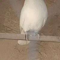 کفتر شمرونی