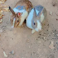 ۲ تا خرگوش بازیگوش
