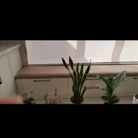 خانه ویلایی ویژه