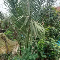 نخل خرما|گل و گیاه طبیعی|رشت, پسیخان|دیوار