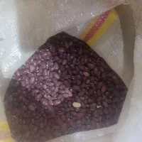 فروش لوبیا قرمز بوجاری شده