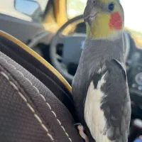 عروس هلندی گم شده