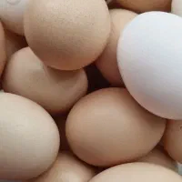 تخم مرغ محلی