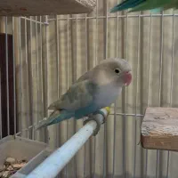 طوطی برزیلی نر و ماده فیشر اوپال