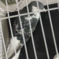 کفتر ساده مگسی|پرنده|تربت‌حیدریه, شهرک ولیعصر|دیوار