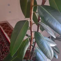 فروش گل|گل و گیاه طبیعی|کوهدشت, |دیوار