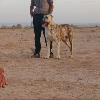 توله سگ پژدر