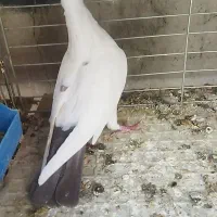 کفتر پرنده کبوتر دم سیاه سینه سرخ|پرنده|زارچ, |دیوار