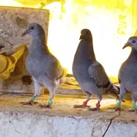 کفتر