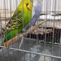 مرغ عشق انگلیسی
