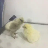 جوجه لهستانی ابریشمی و برهما