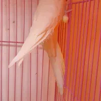 طوطی عروس باقفس