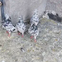 سرور دم سفید