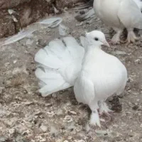 کبوتر دم چتری