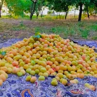 فروش باغ در روستای حشمت اباد