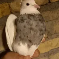 طوقی غریب گیر امشب|پرنده|کنگاور, |دیوار