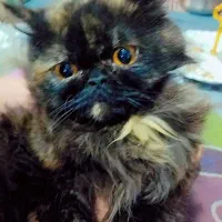 واگذاری گربه پرشین