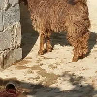 بزغاله چاق نربرای قربانی|حیوانات مزرعه|بناب, |دیوار