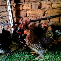نیمچه کوشین خالدار و برهما غولپیکر رنگهای مختلف|حیوانات مزرعه|اصفهان, بوستان ناژوان|دیوار