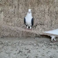 کفتر|پرنده|قم, آزادگان|دیوار