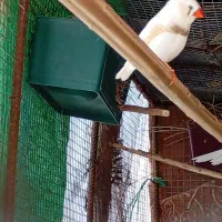 فنچ ۳۰۰ و کپوت ۴۰۰/ جالق|پرنده|سراوان, |دیوار