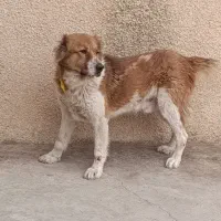 واگذاری آلابای گله ای و جونوری