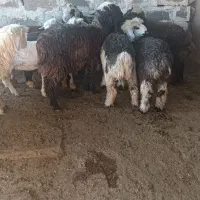 بره|حیوانات مزرعه|گتوند, |دیوار