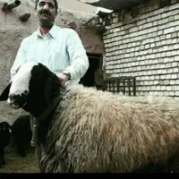 تربت حیدریه ارسـ. ــال میگردد گوسفند ergeoi بره|حراج|تربت‌حیدریه, بهشت عسکری|دیوار