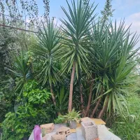 گیاه یوگا تا۲۰سال