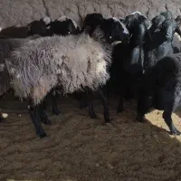 بره|حیوانات مزرعه|ابرکوه, |دیوار