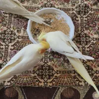 عروس هلندی ماده