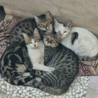 واگذاری ۴ گربه dsh (توضیحات خوانده شود)