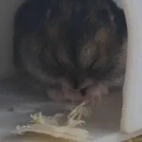 دو عدد همستر مینی‌مال