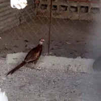 پرنده قر